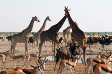 photographie animaux sauvages