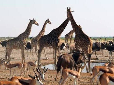 photographie animaux sauvages